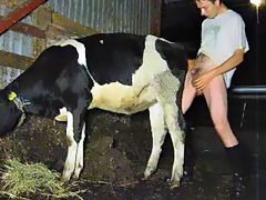 Male fisted cow in barn